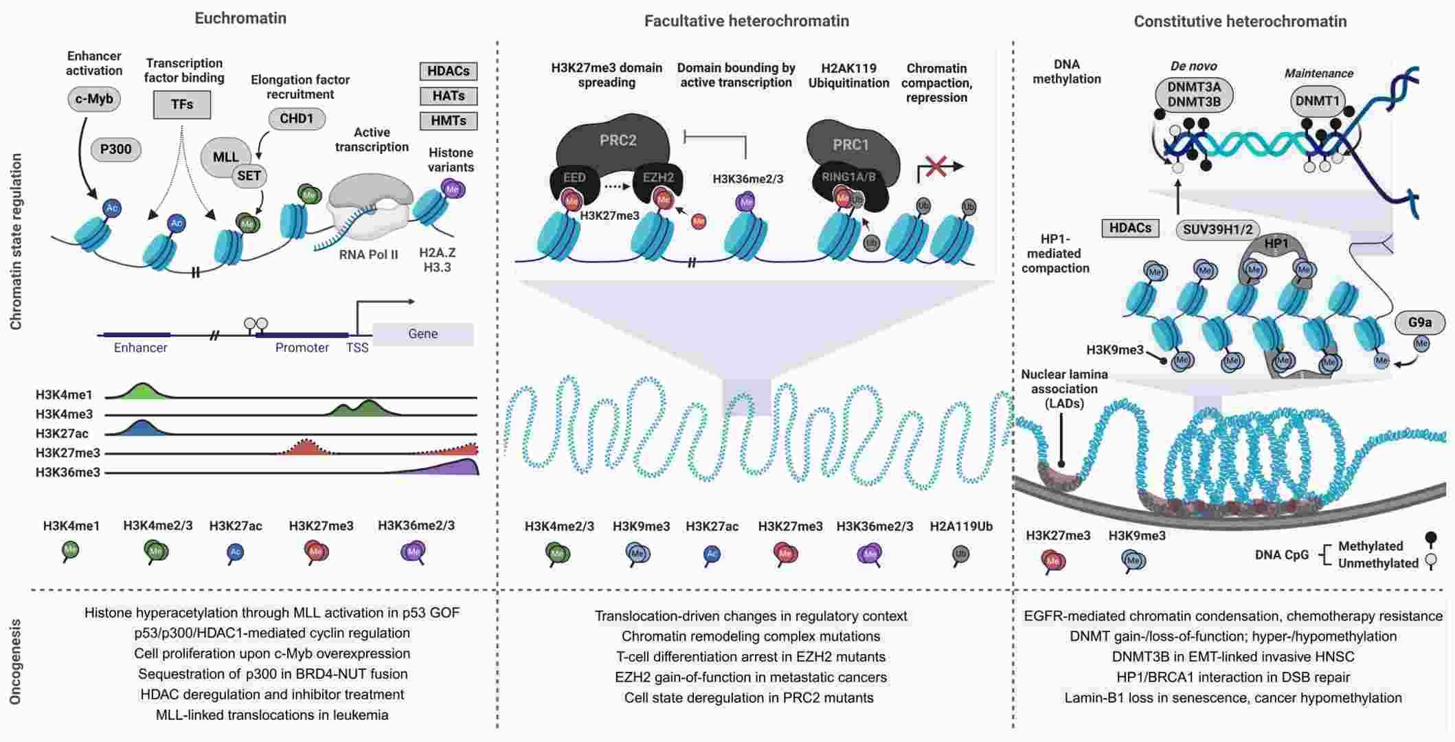 Chromatin architecture modulation and dysregulation in oncogenesis (Kiri & Tyrone, 2024)